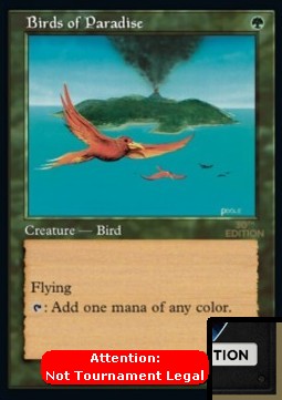 Birds of Paradise (V.2)