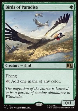 Birds of Paradise