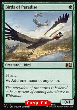 Birds of Paradise